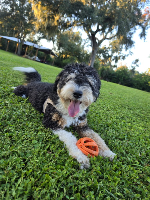 Photo 4 of Bear
