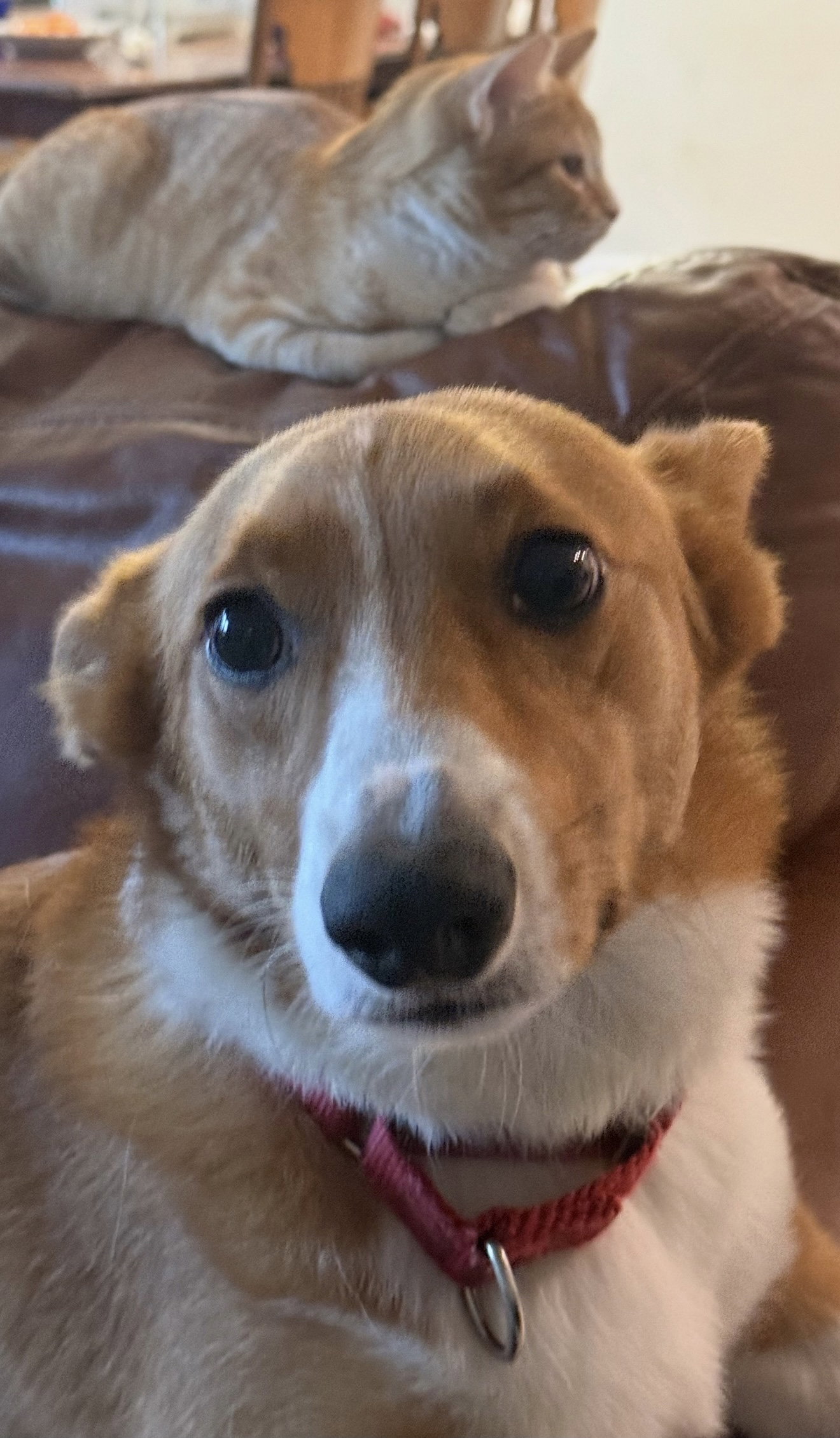 Loki Corgi, Pembroke Welsh Corgi