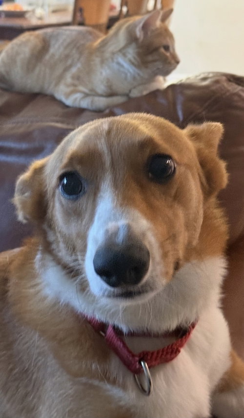 Loki Corgi, a dog for adoption from 4 Lucky Dogs Pet Rescue, Inc.