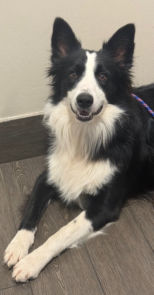 Dash, a dog for adoption from 4 Lucky Dogs Pet Rescue, Inc.