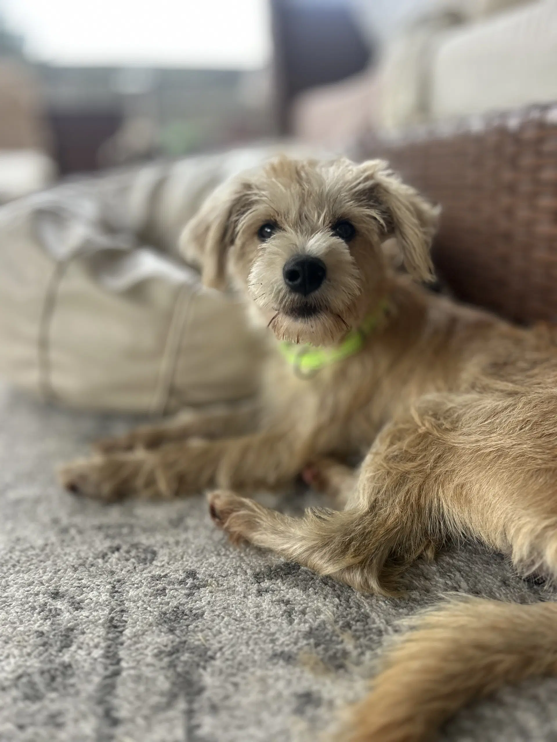 Junior Schnauzer image 1