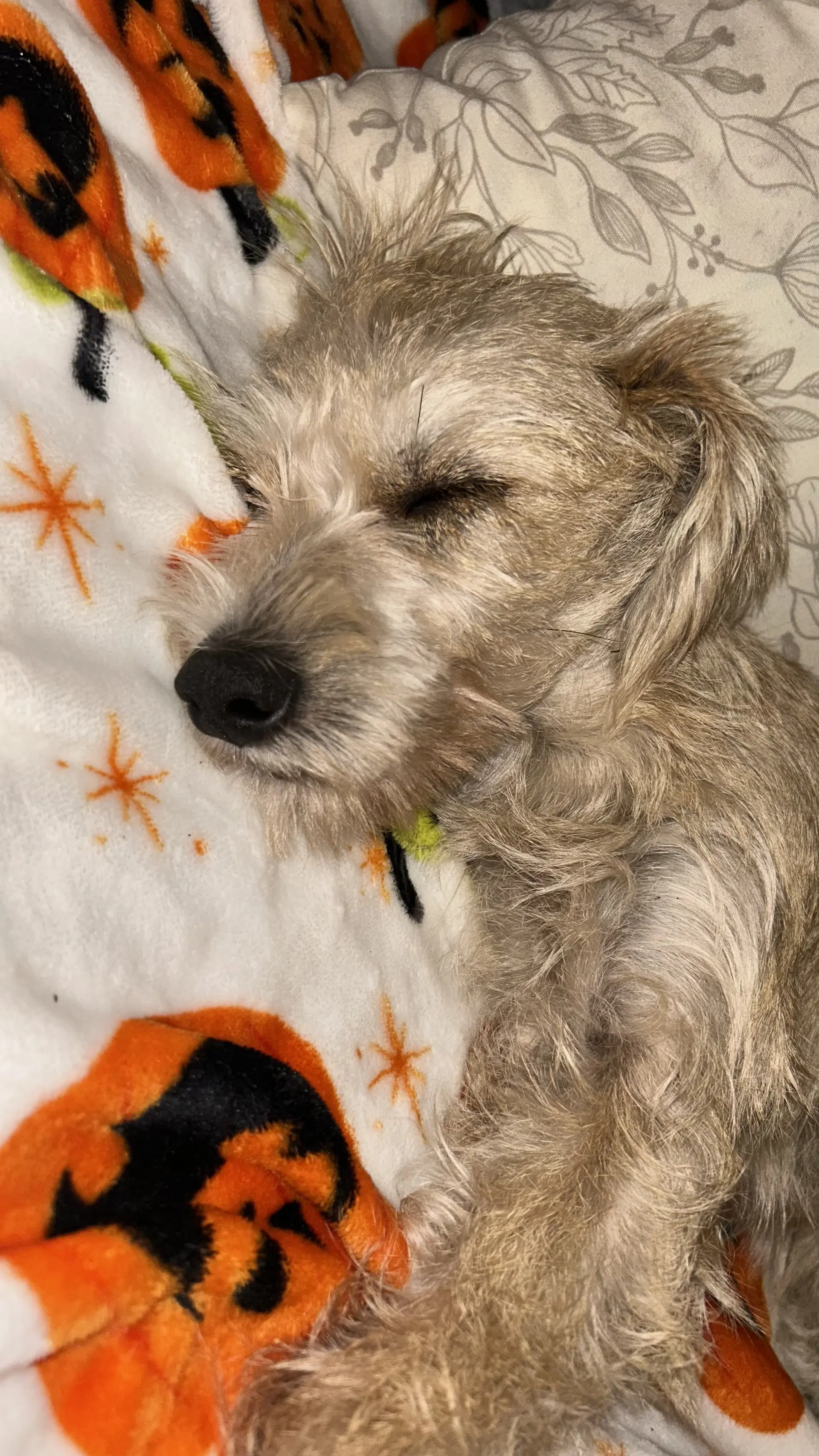 Junior Schnauzer image 2