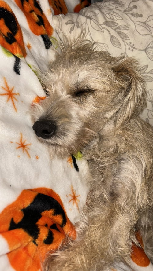 Photo 2 of Junior Schnauzer
