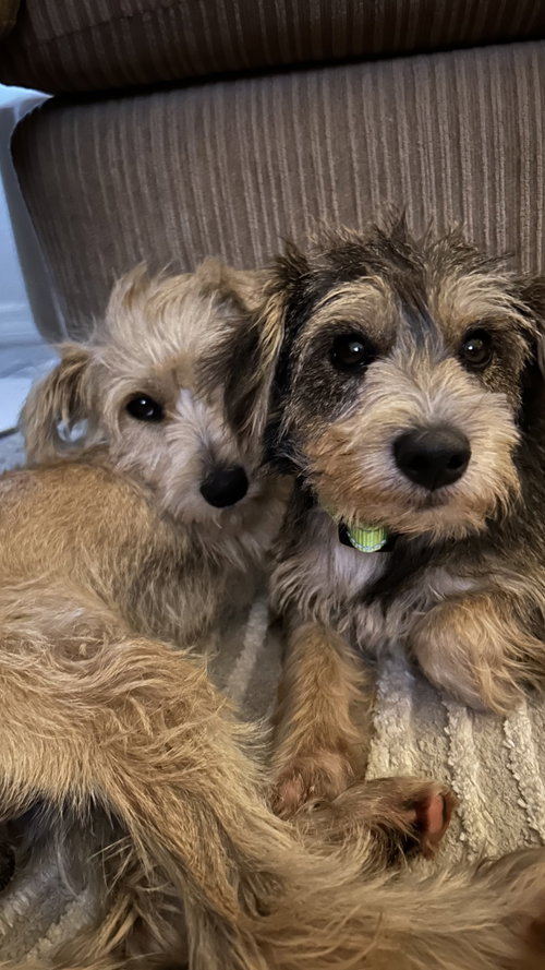 Photo 3 of Junior Schnauzer