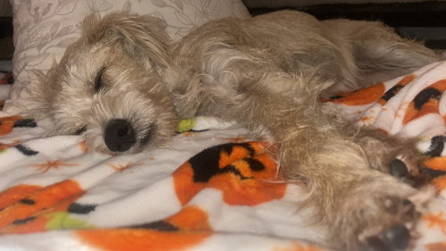 Photo 4 of Junior Schnauzer