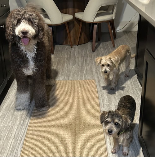Photo 5 of Junior Schnauzer
