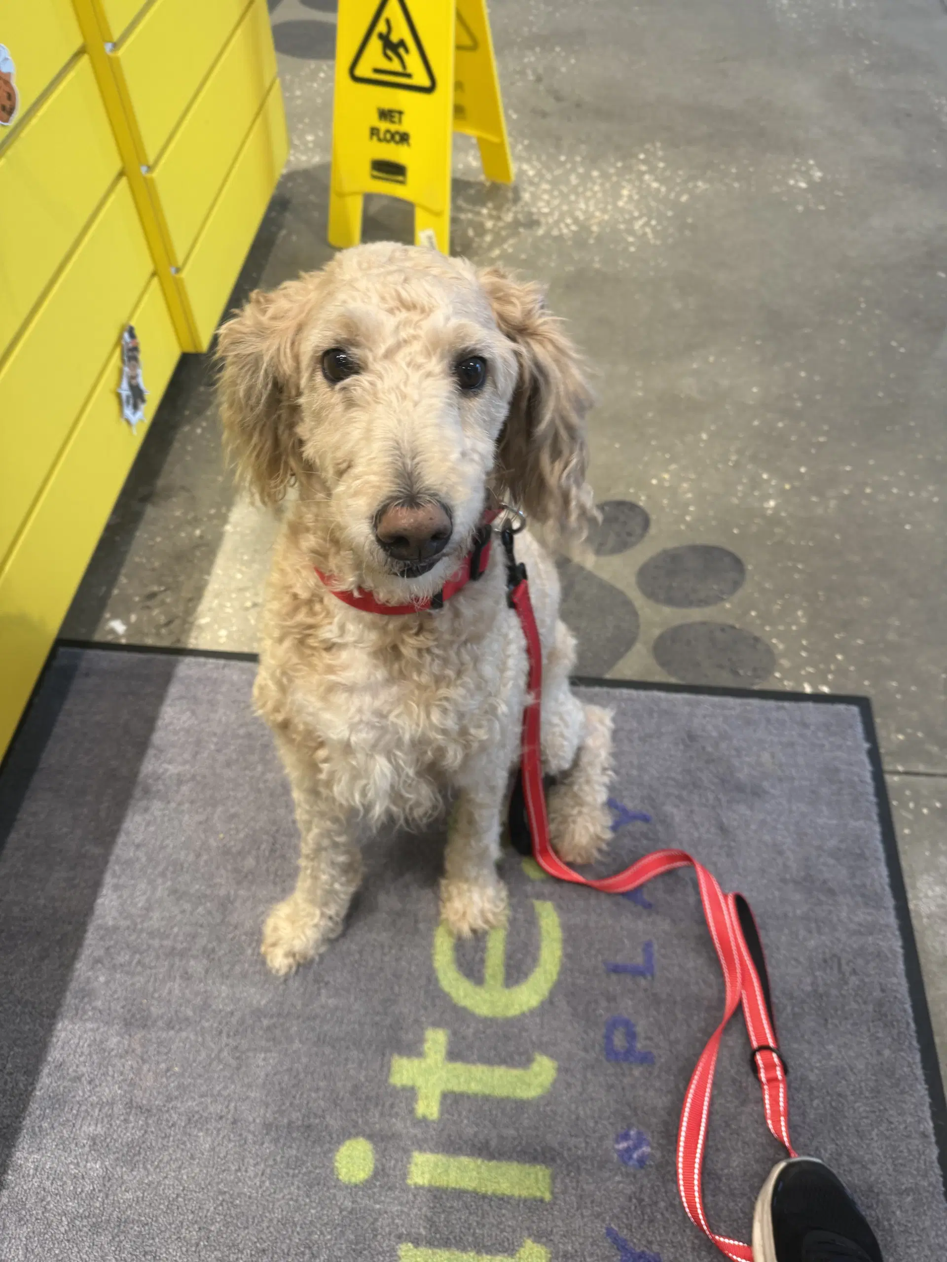Haiti - Poodle (Standard)