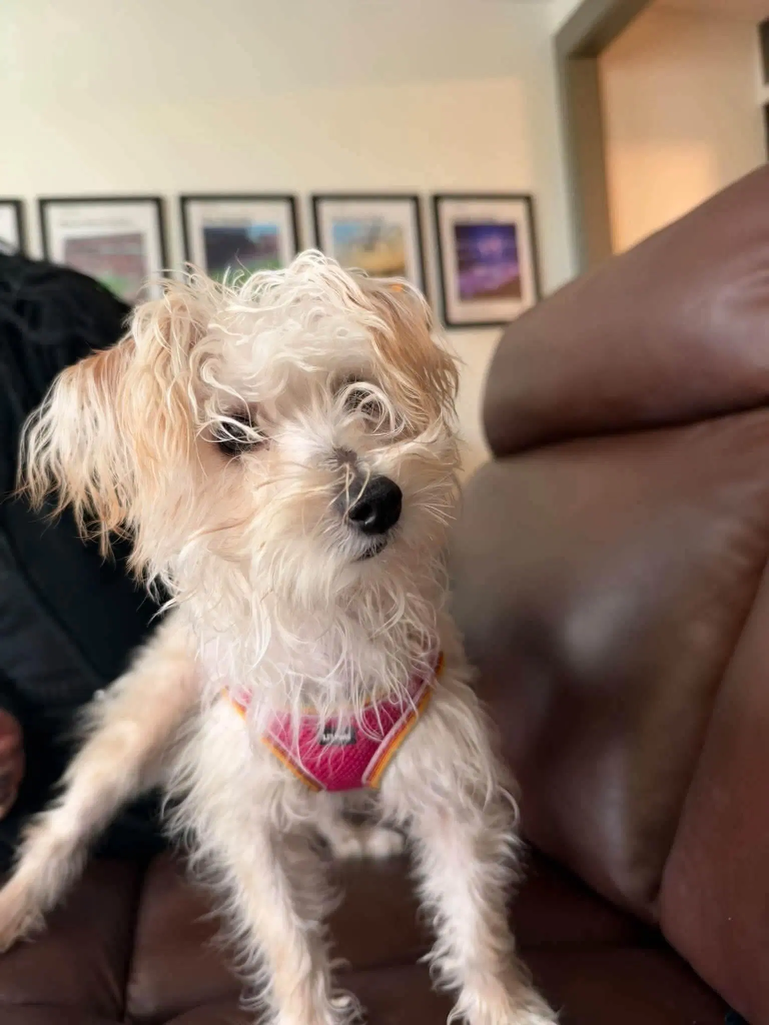 Daisy Mae image 2