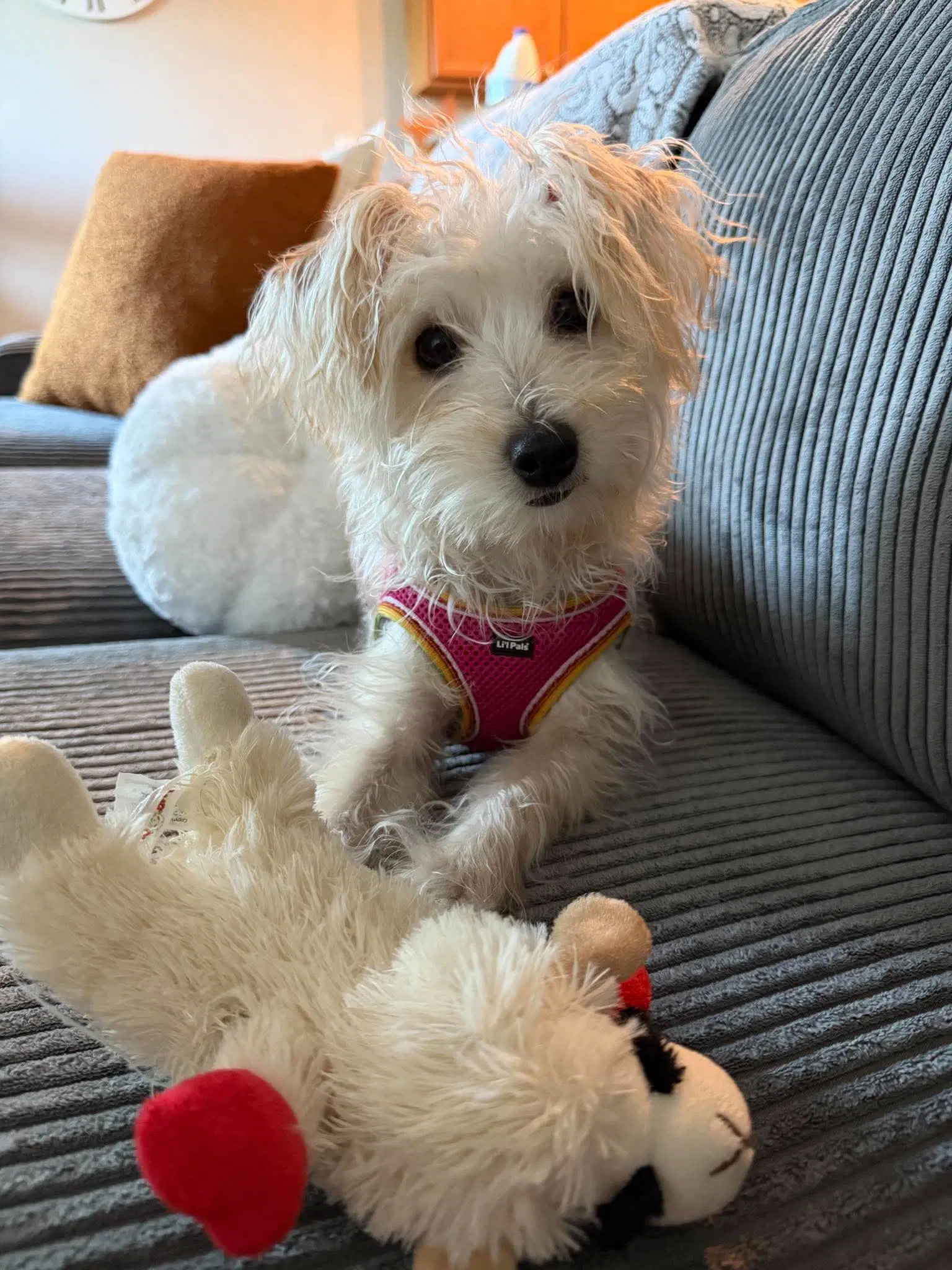 Daisy Mae - Maltese