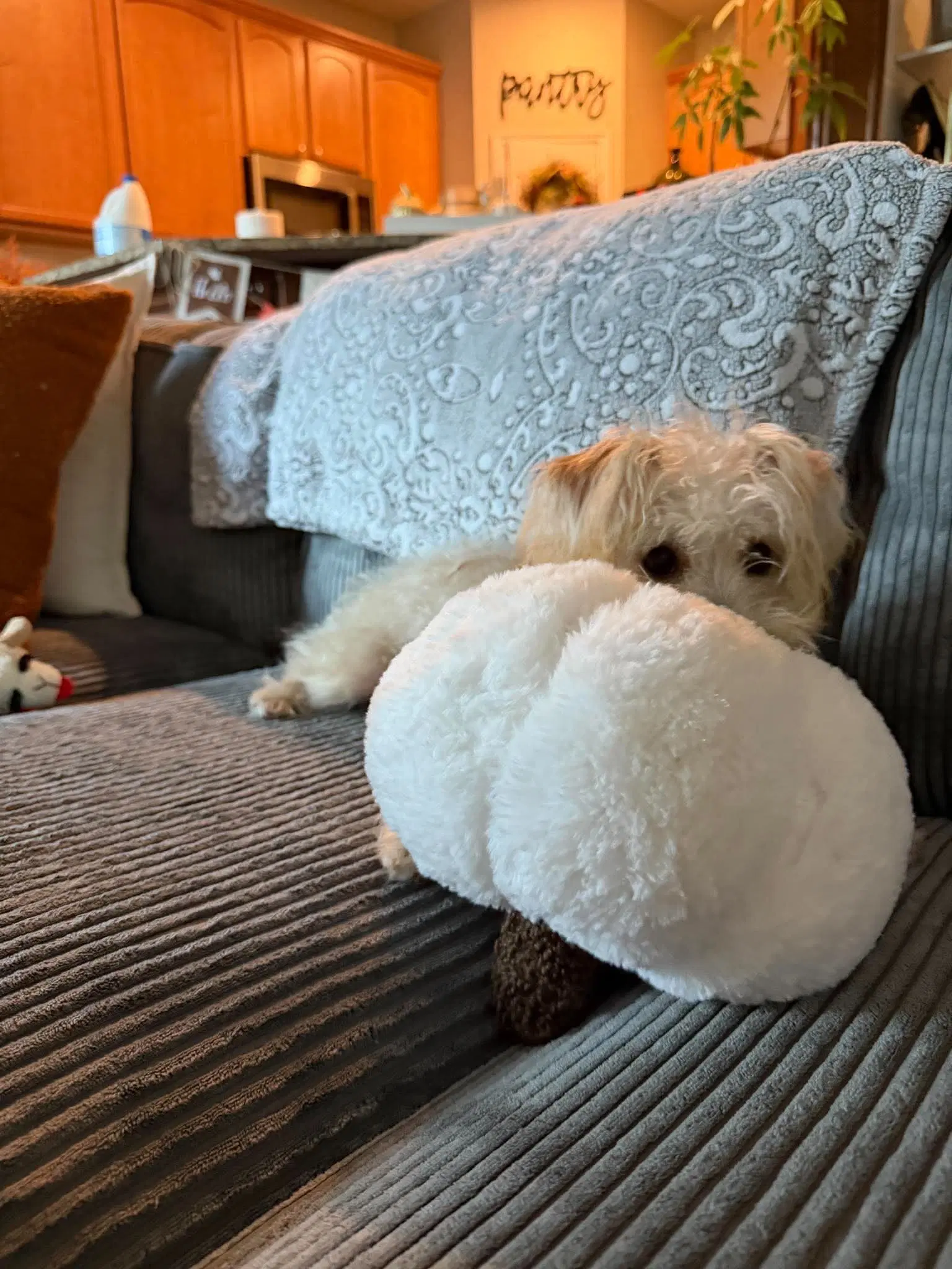 Daisy Mae image 4