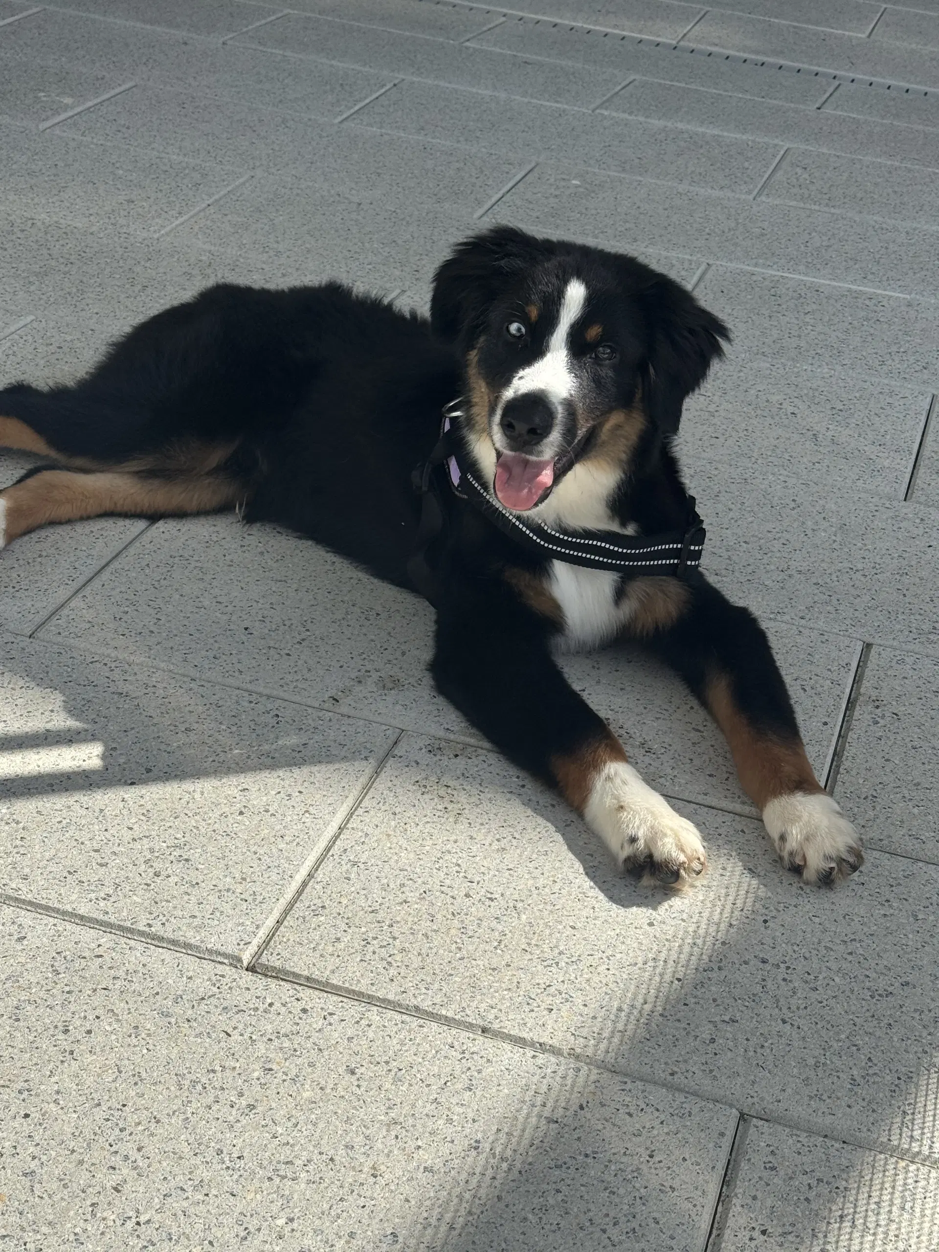 Oliver Aussie - Australian Shepherd