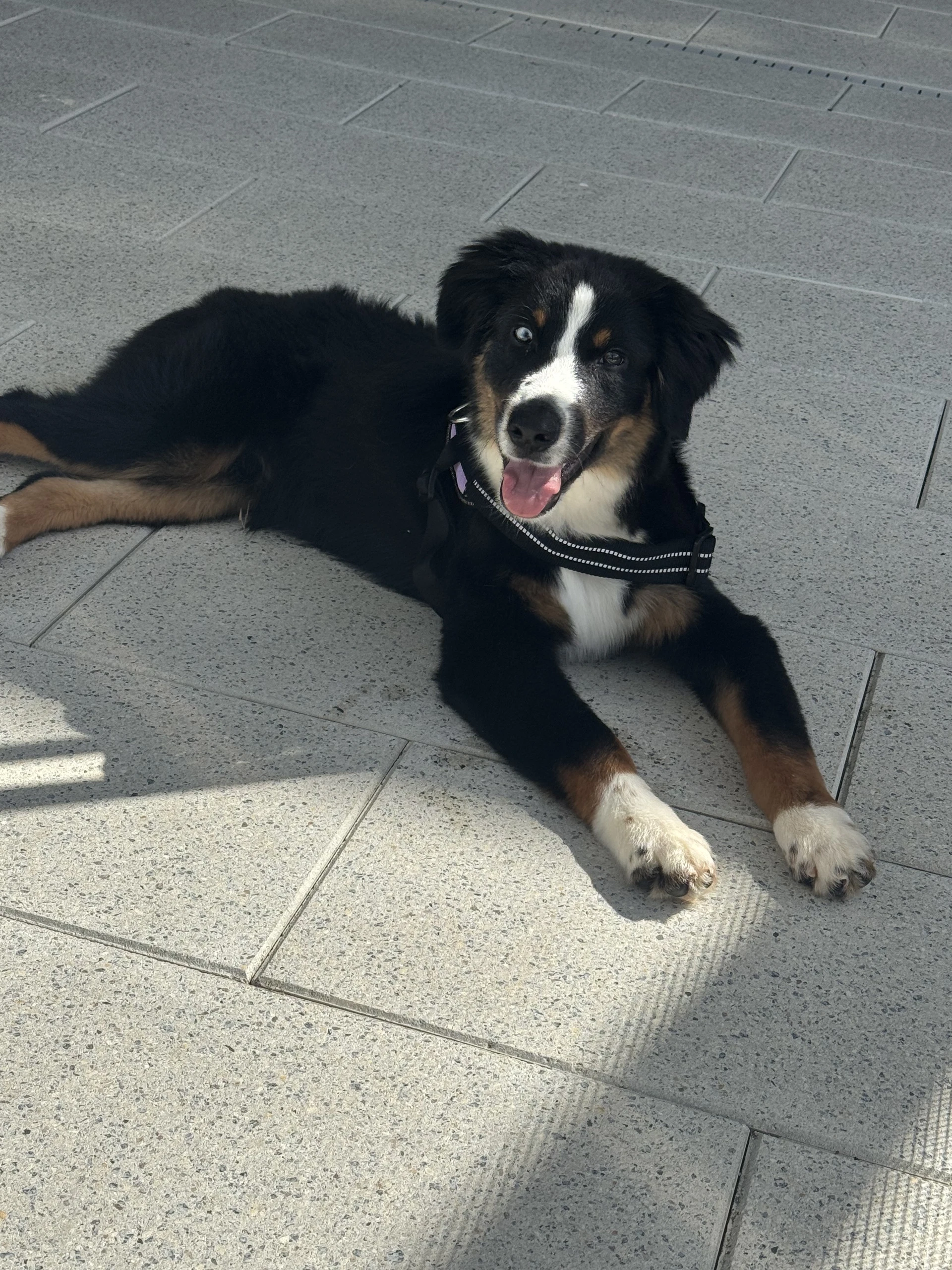 Oliver Aussie