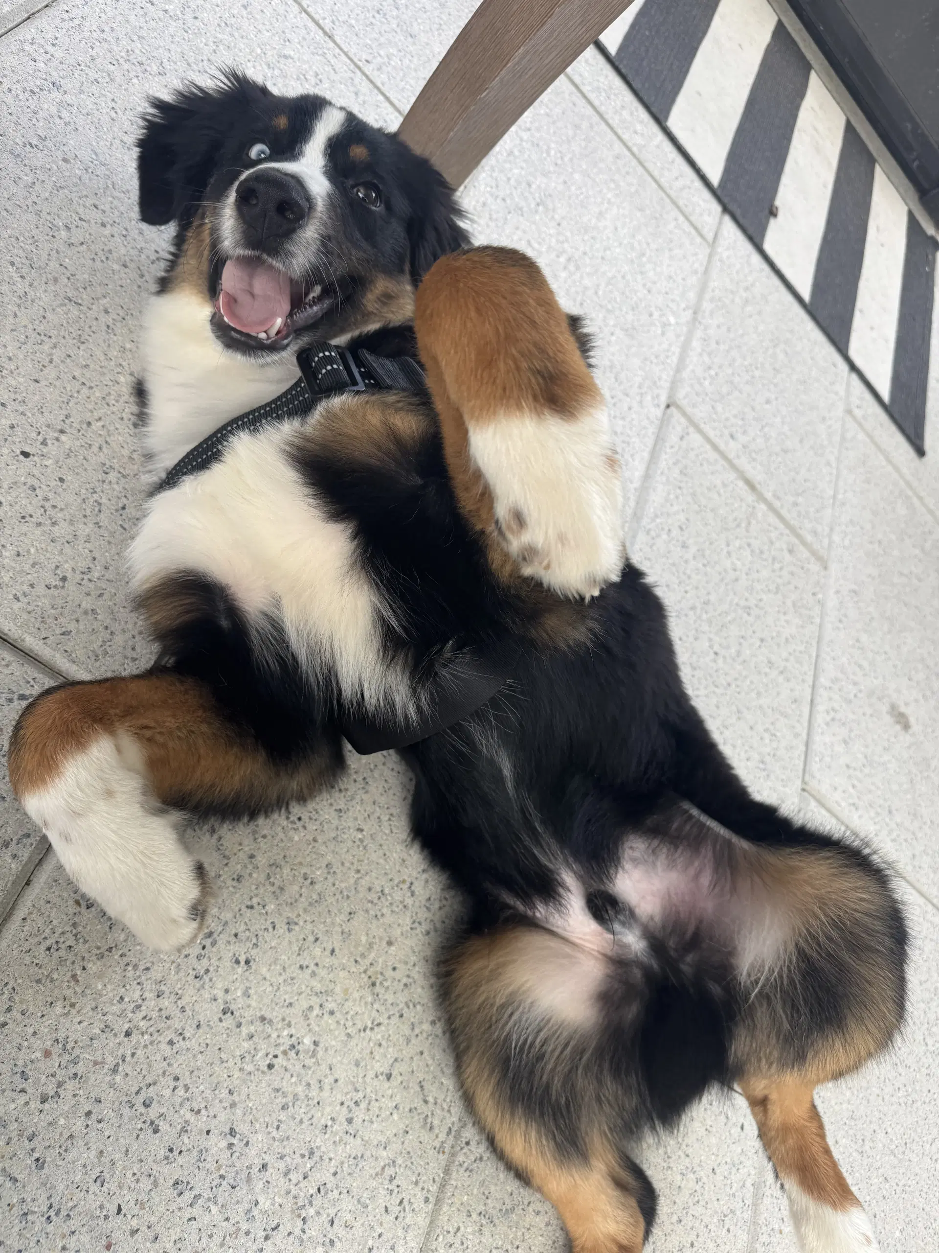 Oliver Aussie image 2