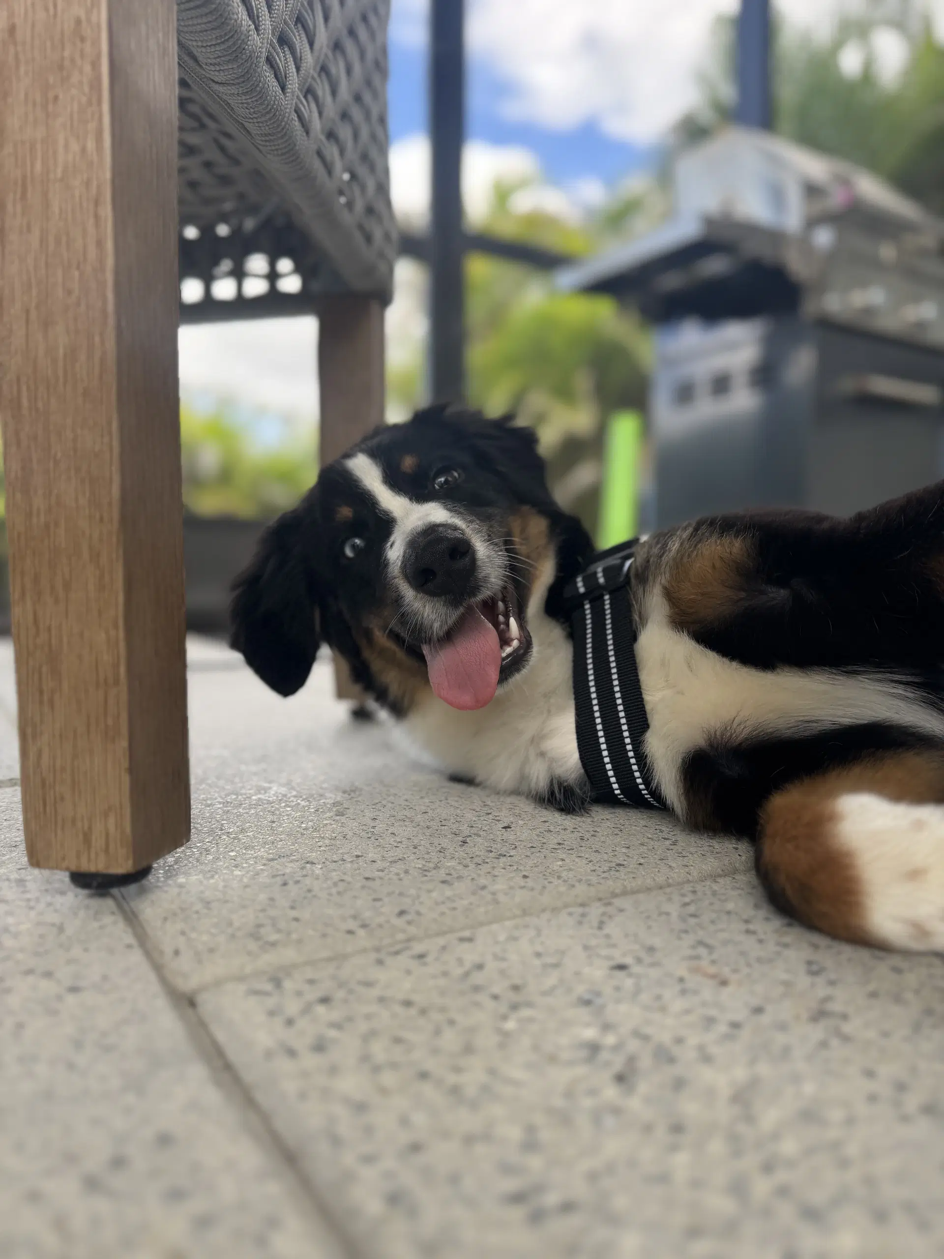 Oliver Aussie image 3