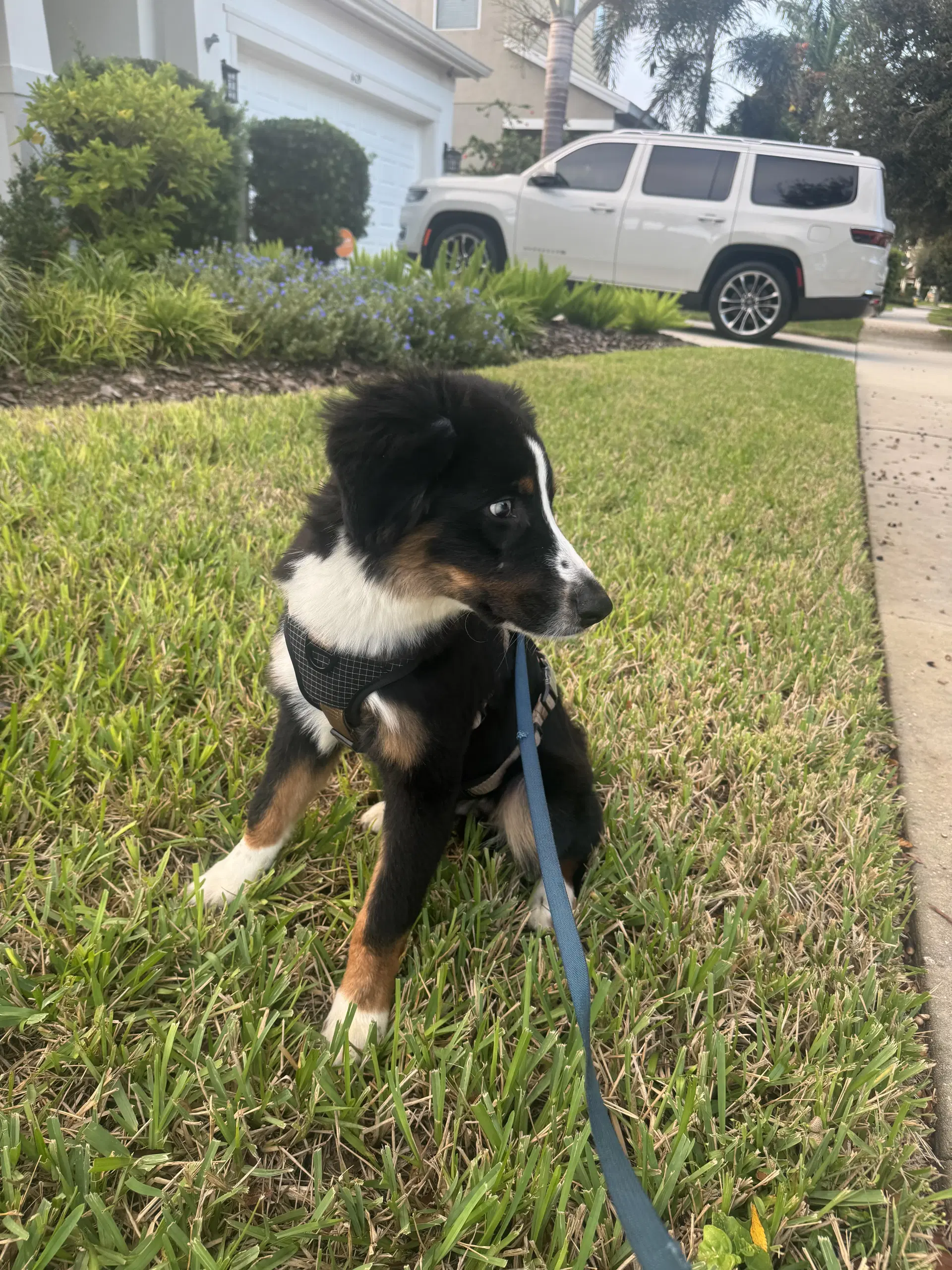 Oliver Aussie image 4