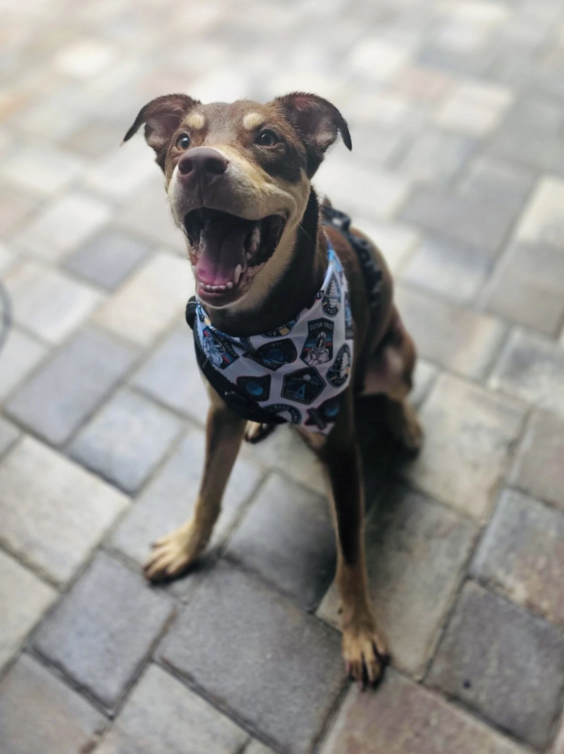 Bubba