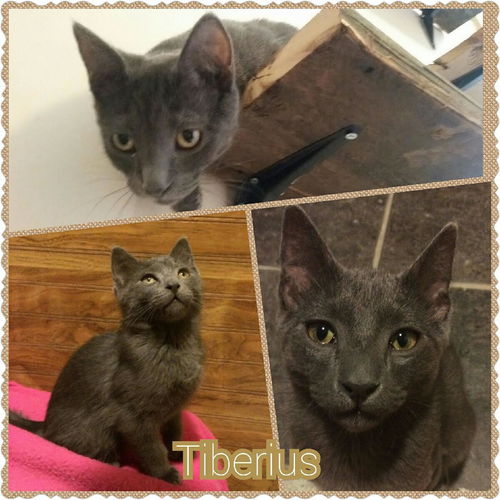 Tiberius