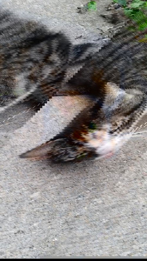 Petal