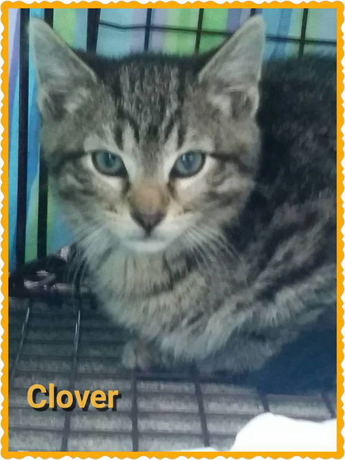 Clover