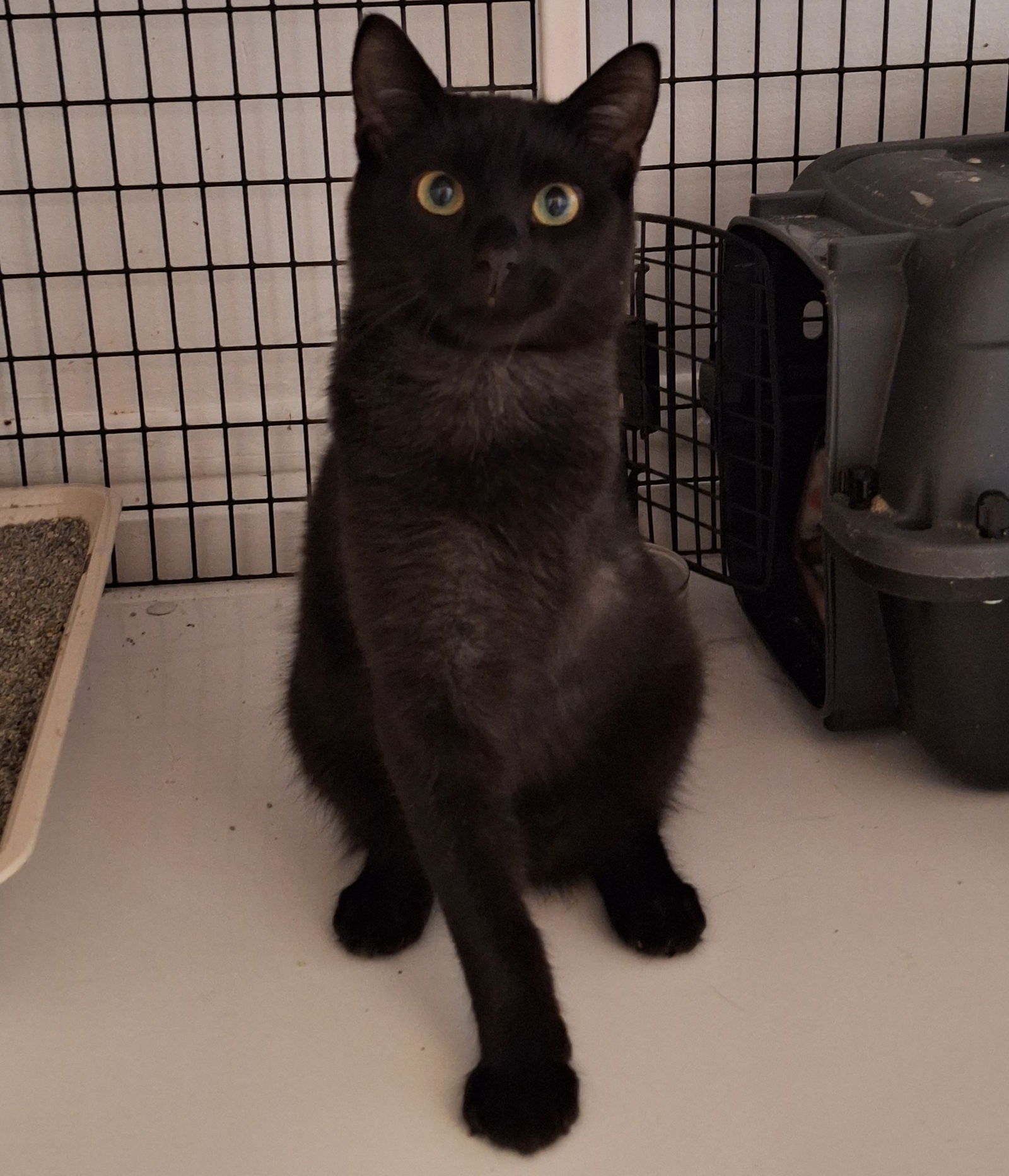 adoptable Cat in Chicago, IL named Elvis