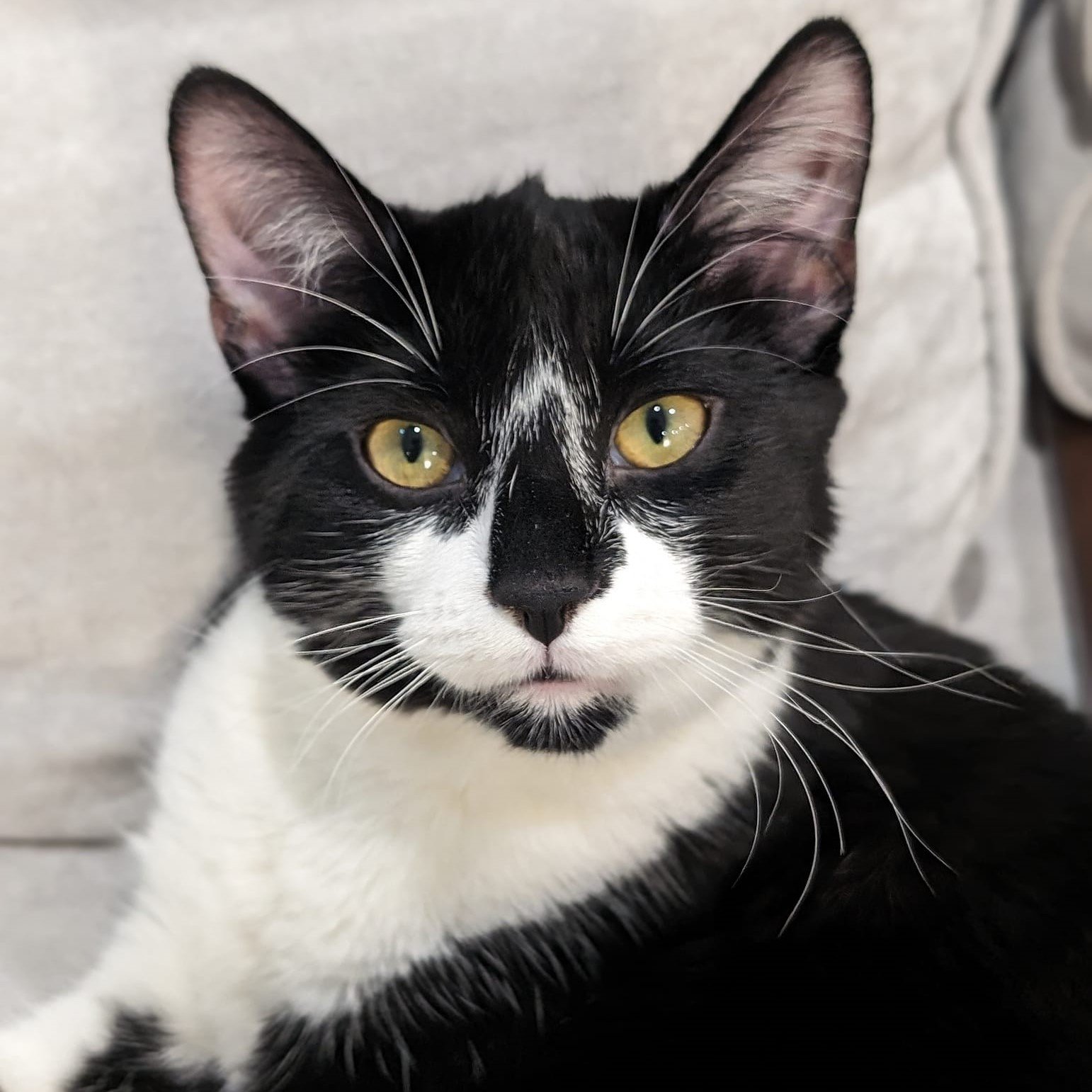 adoptable Cat in Chicago, IL named Kub