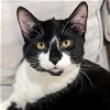 adoptable Cat in , IL named Kub