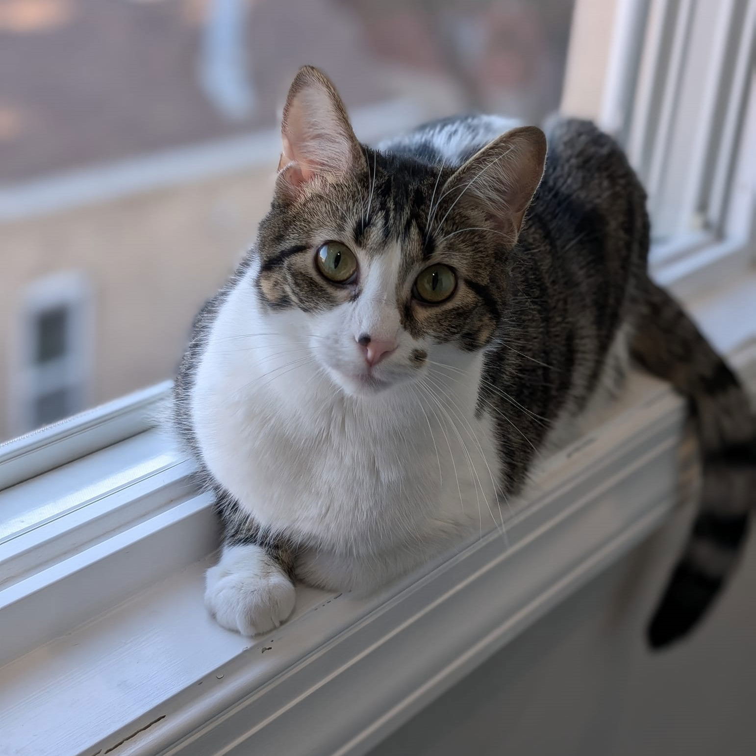 adoptable Cat in Chicago, IL named Silver