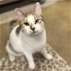 adoptable Cat in chicago, il, IL named Pomona