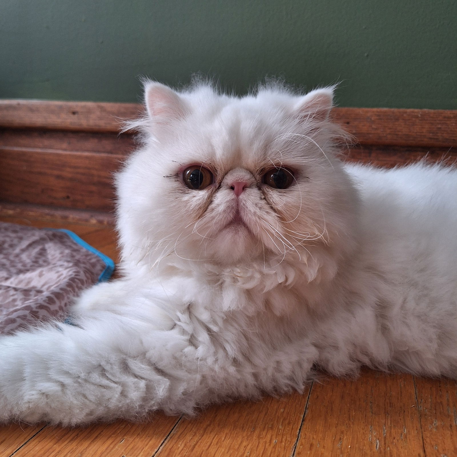 adoptable Cat in Chicago, IL named Pigwidgeon