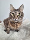 Ivy Wiggles