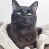 Chairman Meow