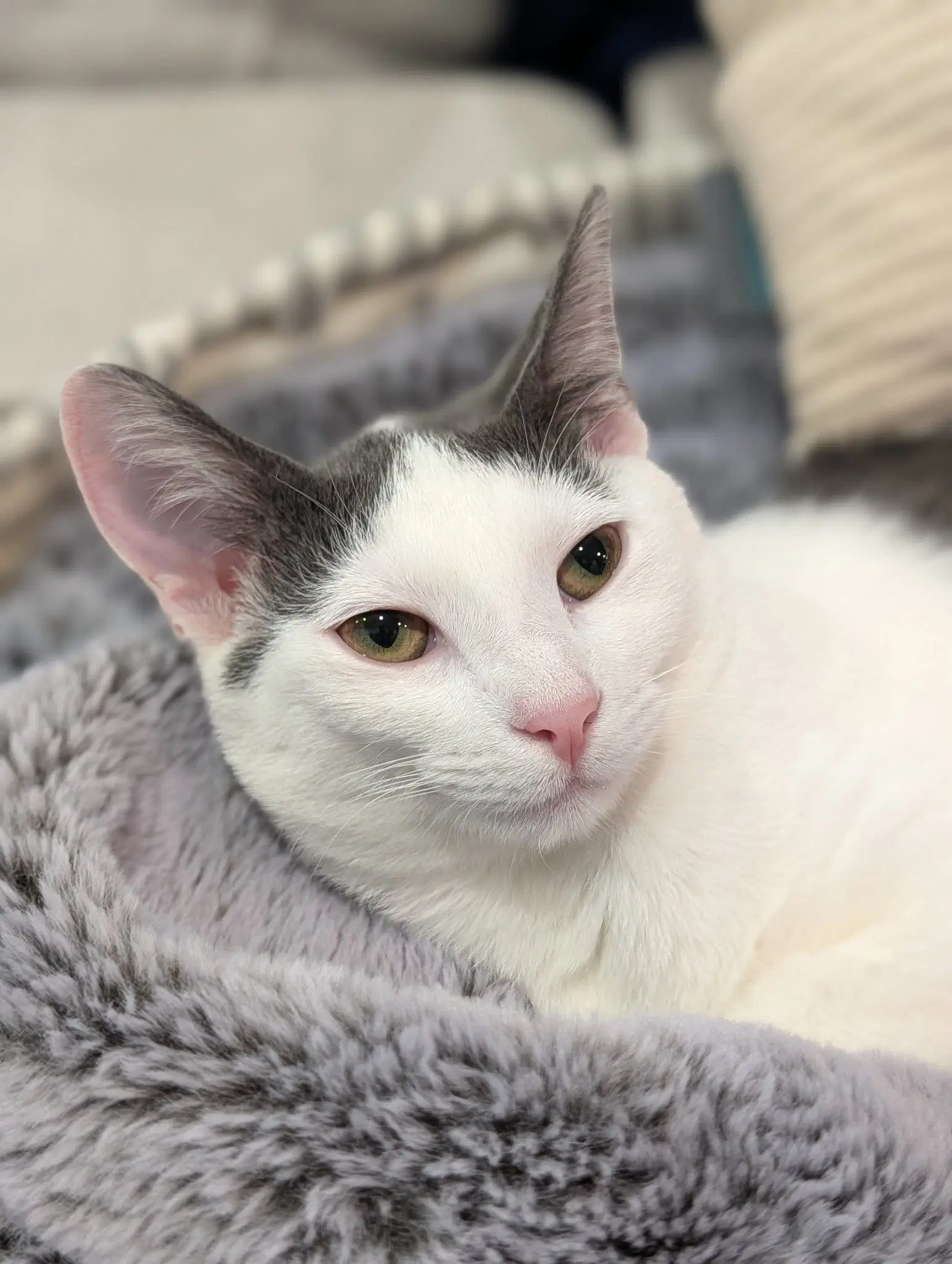 Maisie Moon - Domestic Short Hair