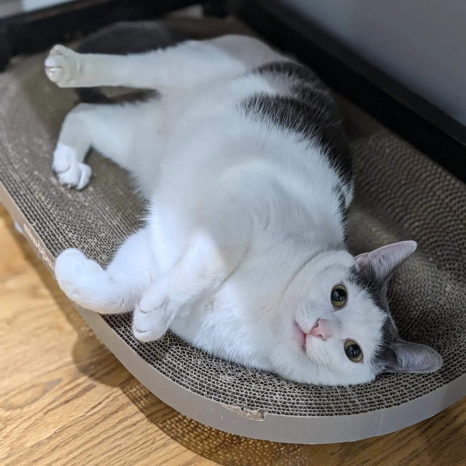 Maisie Moon - Domestic Short Hair