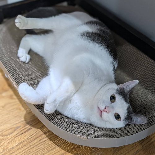 Maisie Moon, a cat for adoption from Whiskers & Tails Rescue Foundation