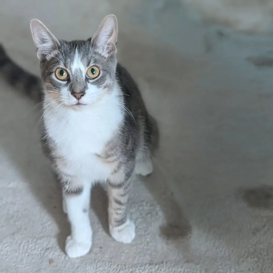 Nebbleton - Domestic Short Hair
