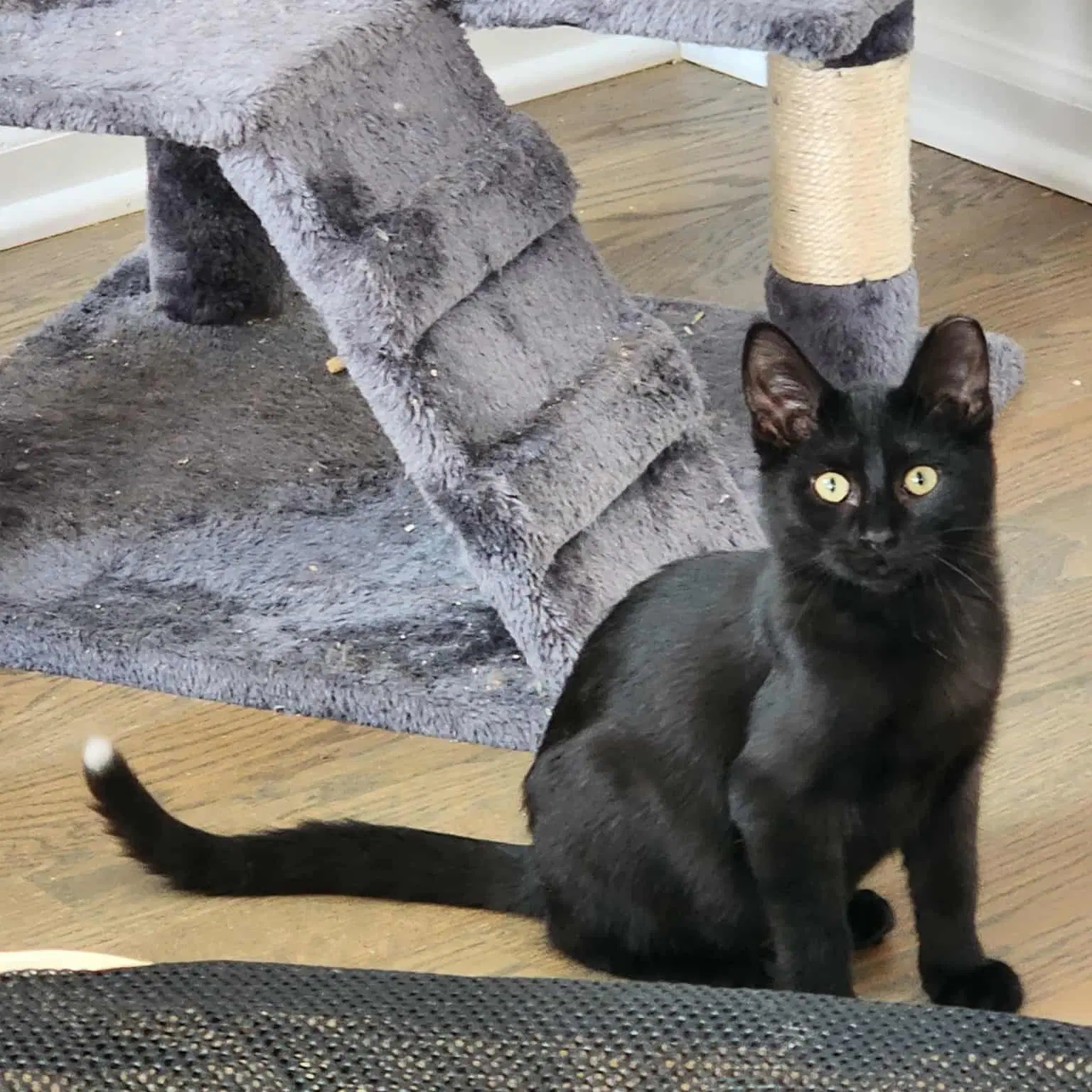 Raffolino - Domestic Short Hair