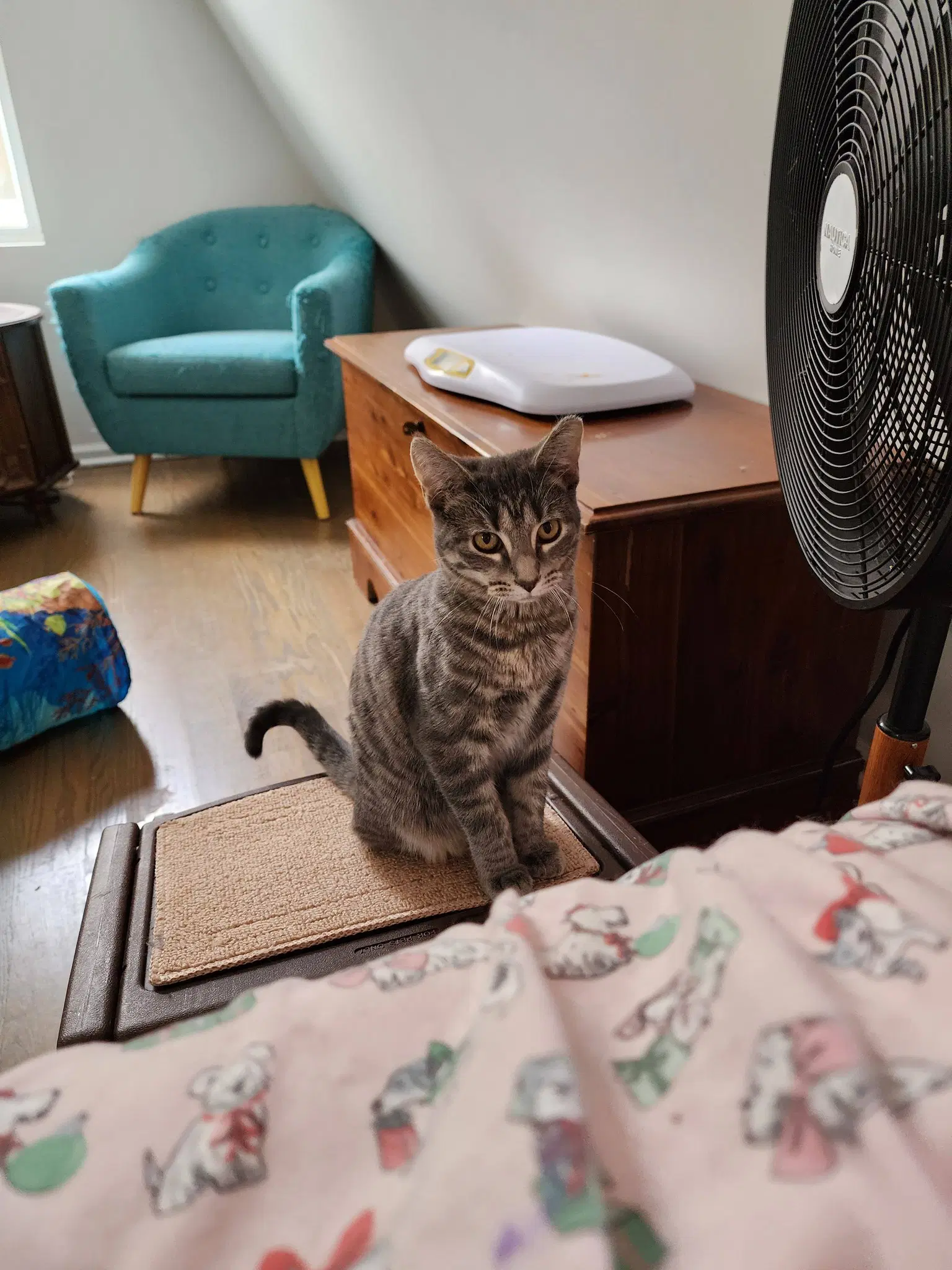 Bellarina - Domestic Short Hair