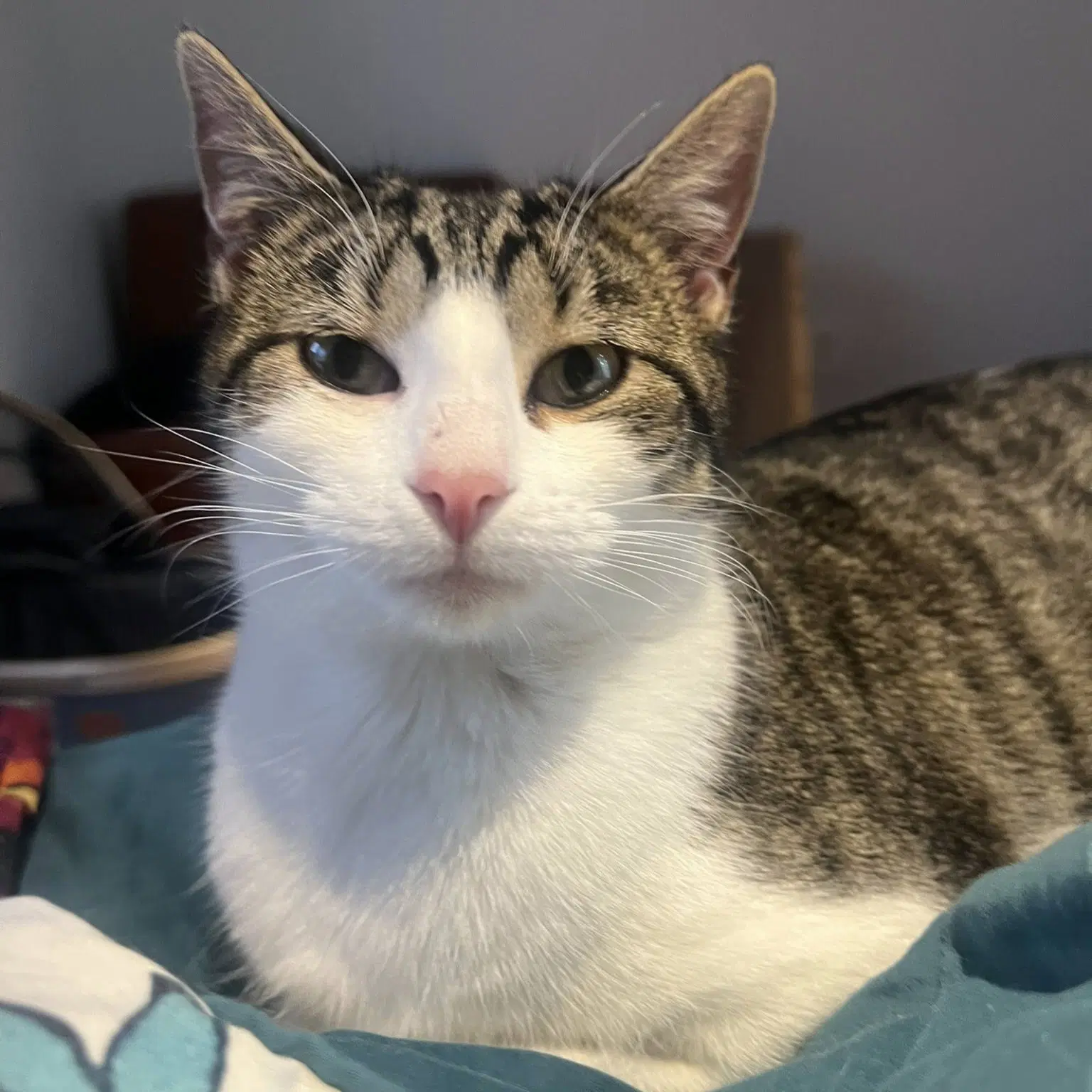 Gambill - Domestic Short Hair