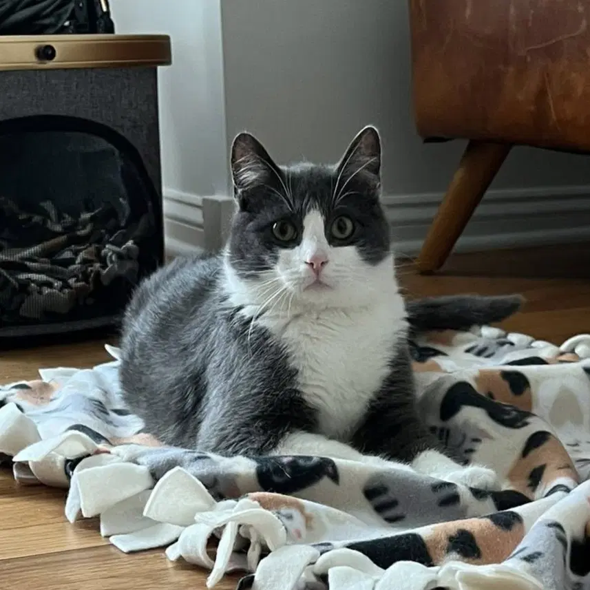 Livingston - Domestic Short Hair