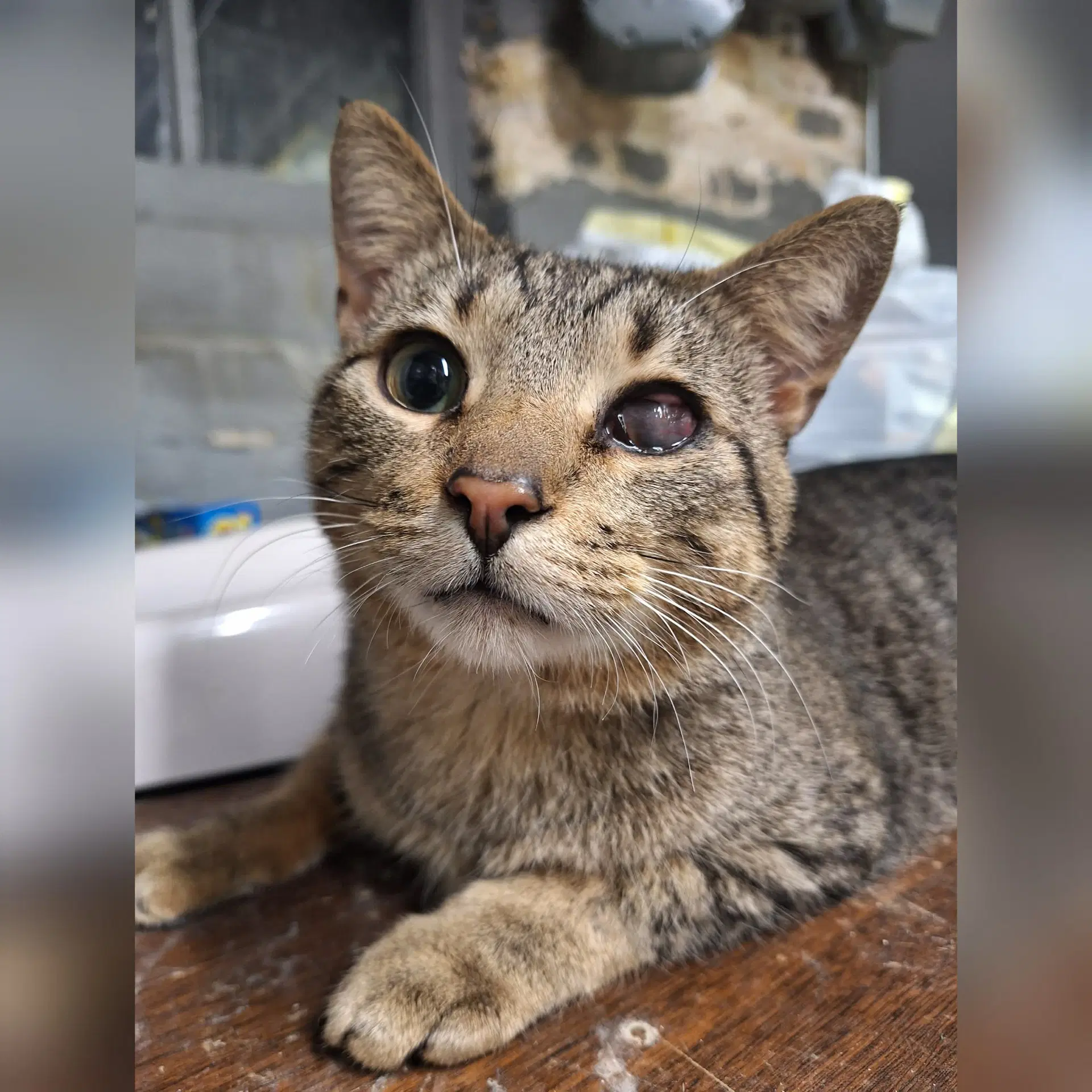 Rowan - Domestic Short Hair