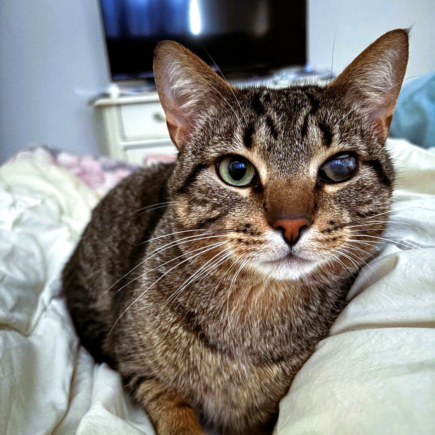 Rowan, Domestic Short Hair