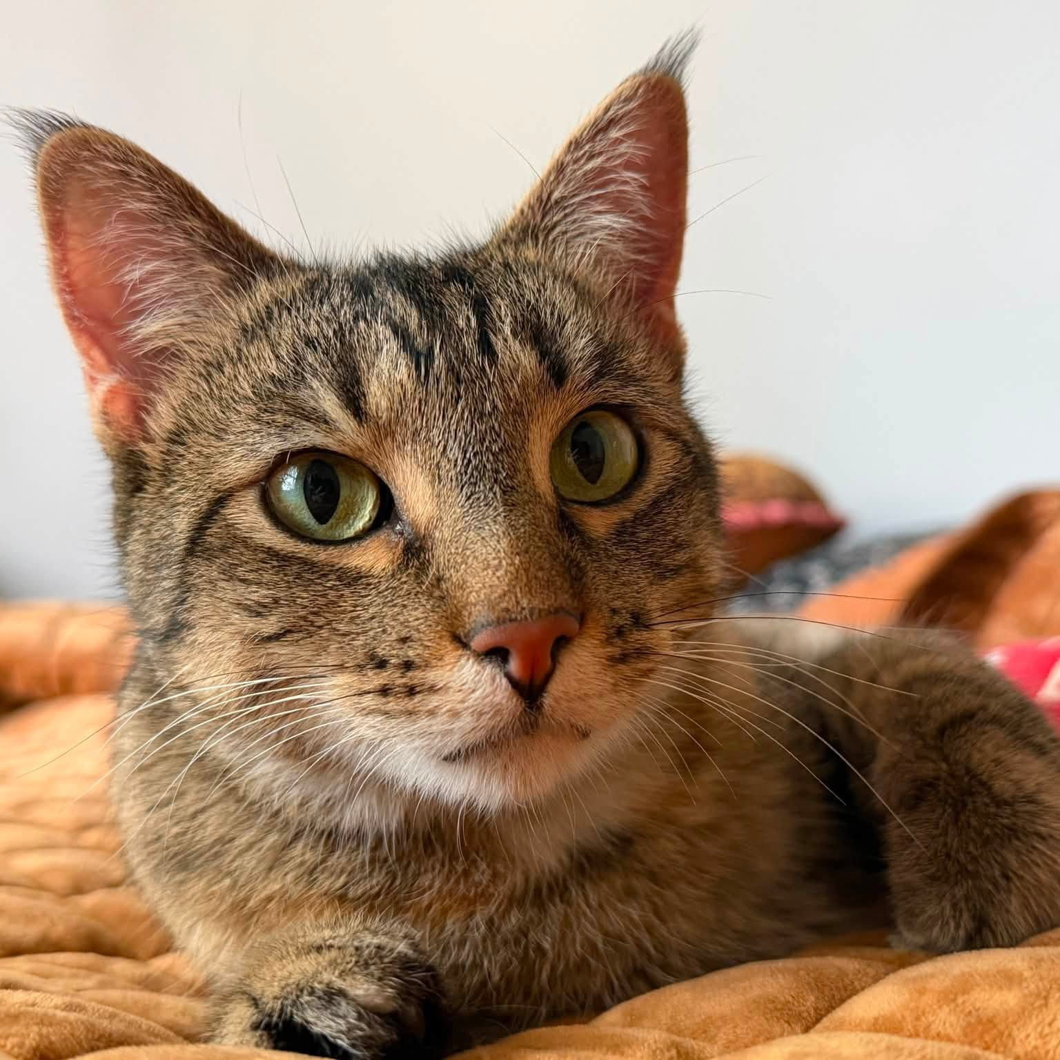 Saturday, Domestic Short Hair