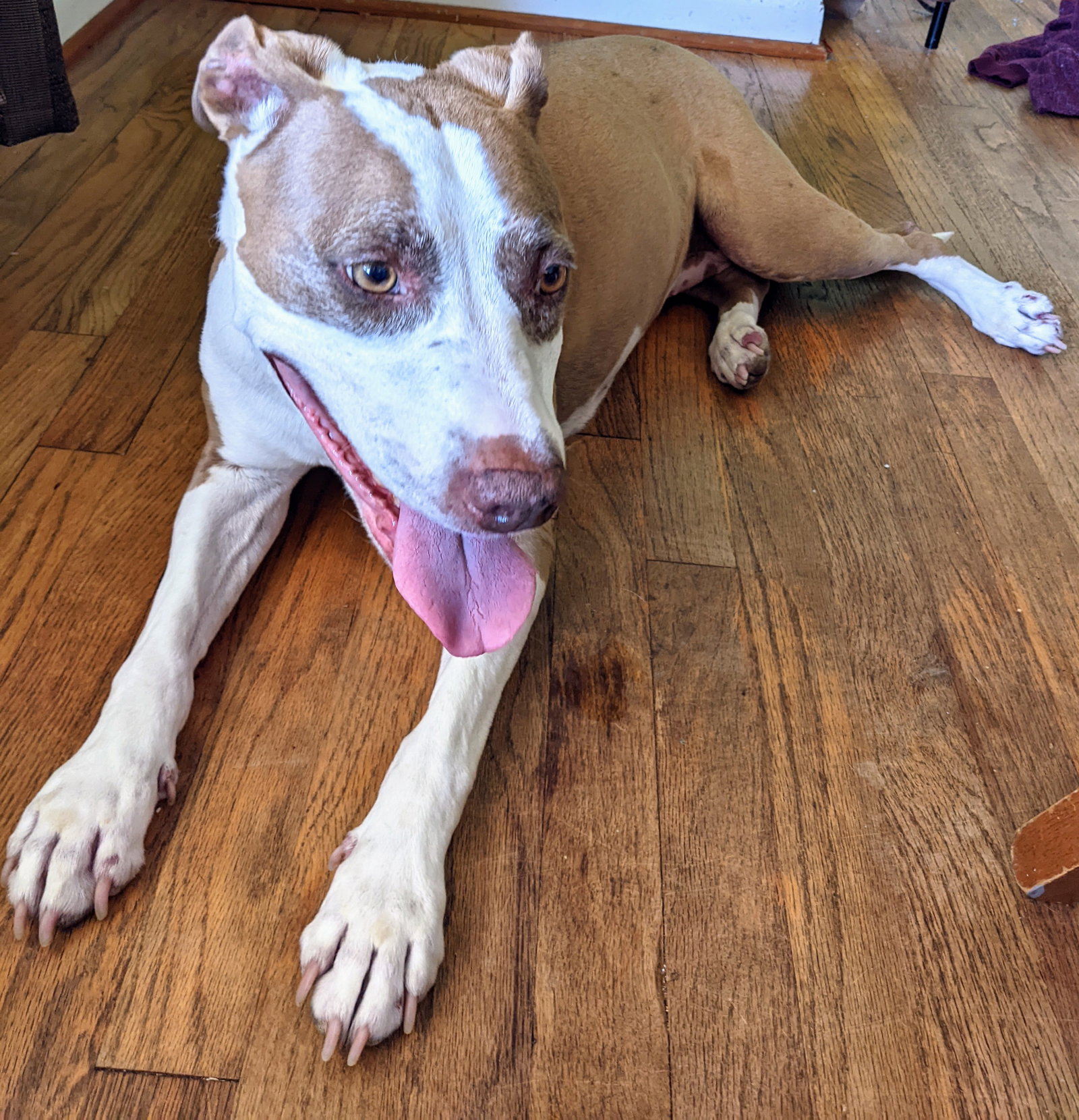 Dog for Adoption Millie, a Pit Bull Terrier in Salem, OR Alpha Paw