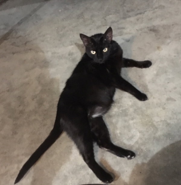 Cora