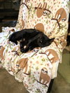 Cora - Photo 3