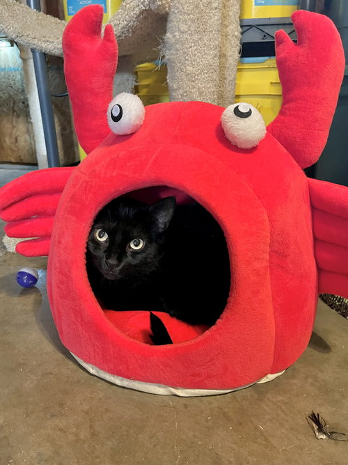 CORA - Domestic Short Hair available for adoption