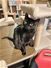 adoptable Cat in hammond, LA named Cora