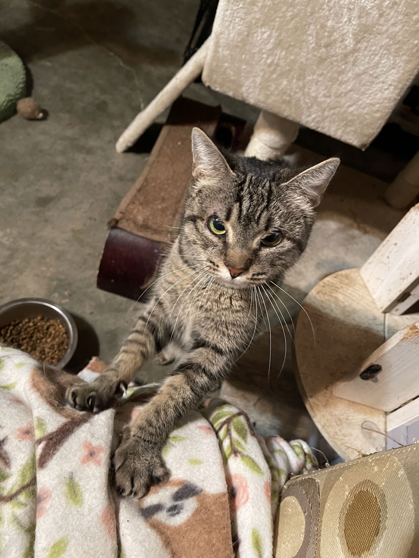 adoptable Cat in Hammond, LA named Olivia