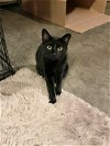 adoptable Cat in hammond, LA named Coraline