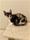 adoptable Cat in hammond, LA named Capri